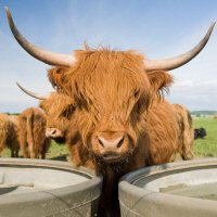 Schotse Hooglander